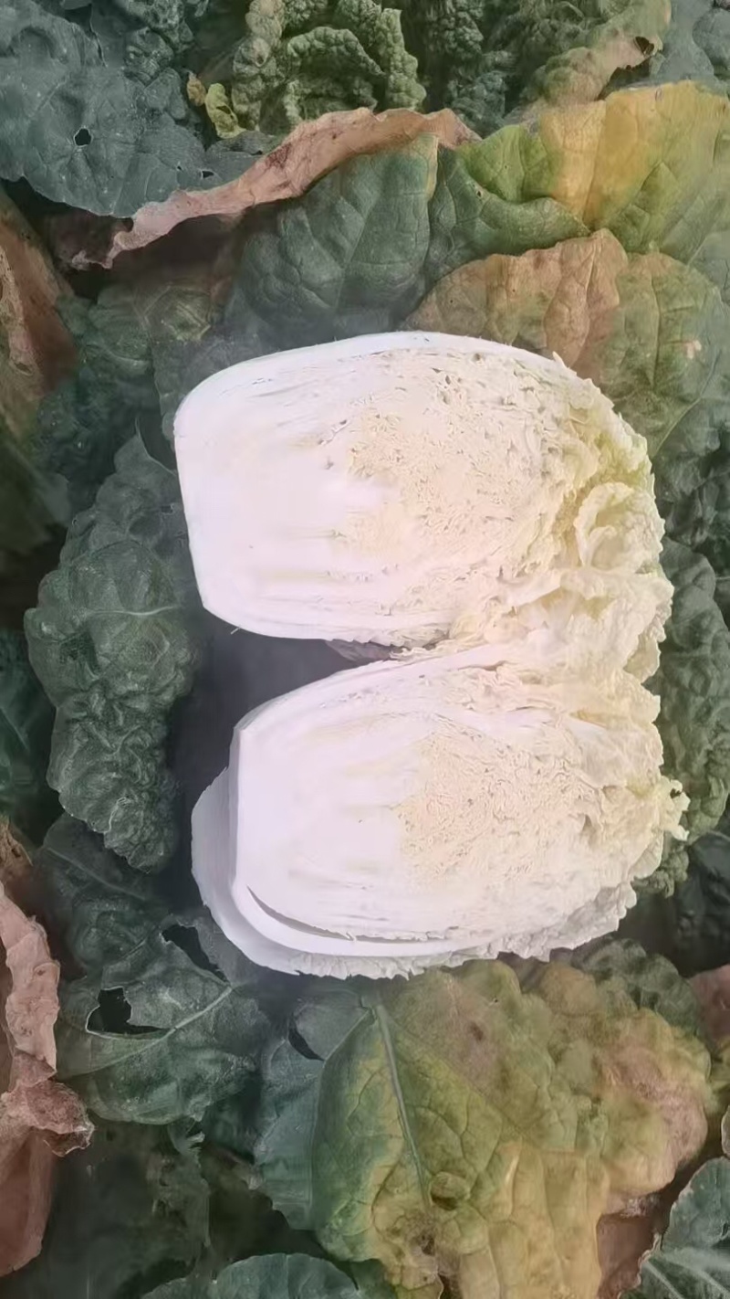 品质保证小娃娃菜精品发货价格合理需要联系