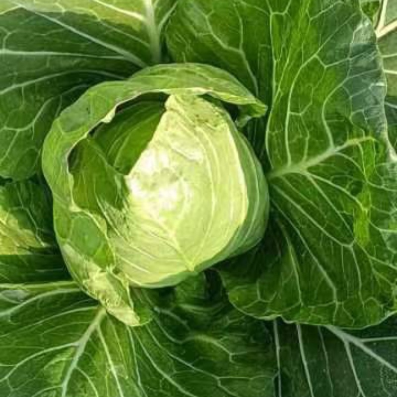 临沂莒南县精品大棚优质宣菜大量上市需要的老板联系