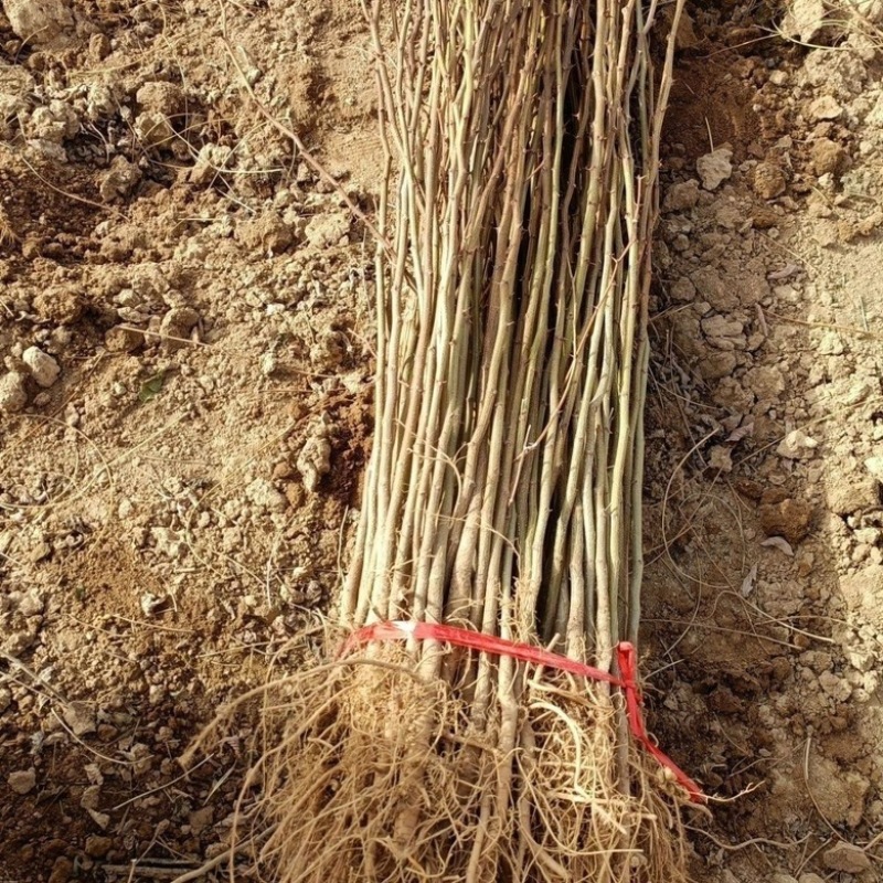 刺槐小苗洋槐花现挖现发基地直销品质保障
