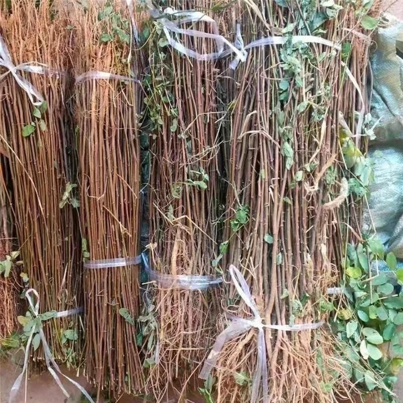刺槐小苗洋槐花现挖现发基地直销品质保障