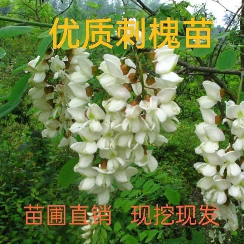 刺槐小苗洋槐花现挖现发基地直销品质保障