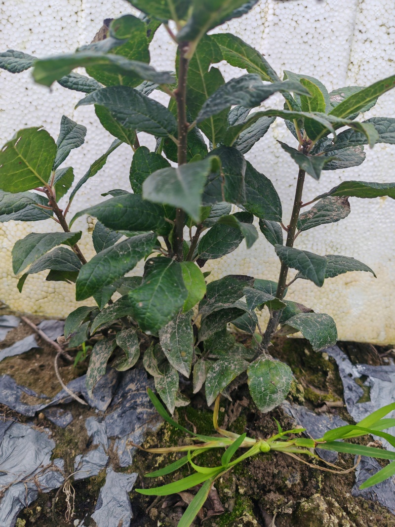 冬红半成品苗