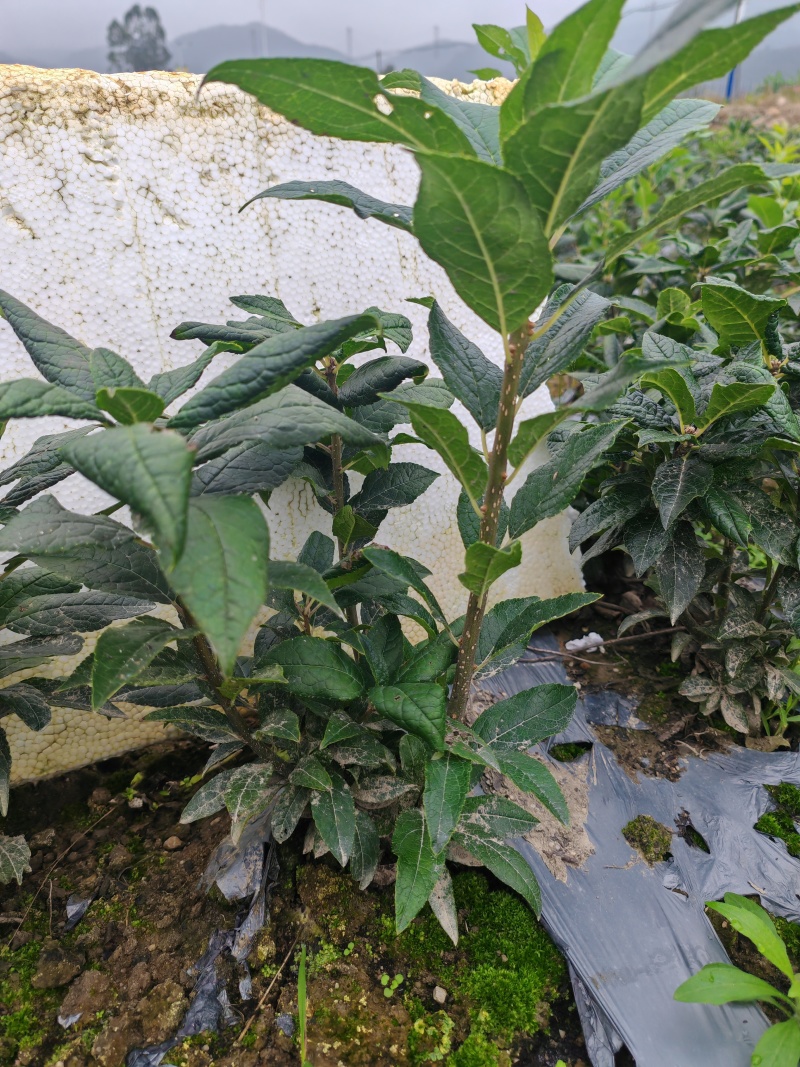冬红半成品苗