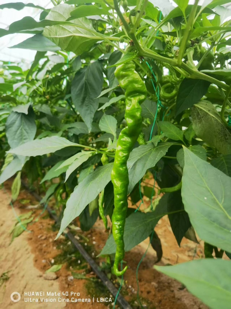 矮脚青七宝青小黑菜当地菜产地直销量大从优可视频看货