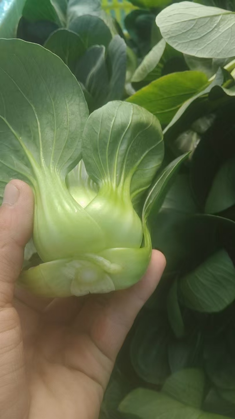 矮脚青七宝青小黑菜当地菜产地直销量大从优可视频看货