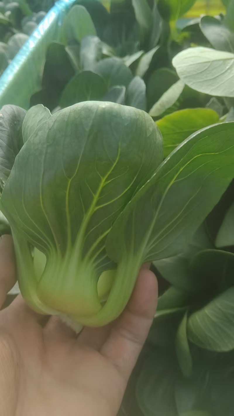 矮脚青七宝青小黑菜当地菜产地直销量大从优可视频看货