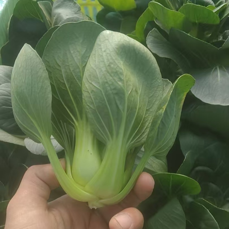 矮脚青七宝青小黑菜当地菜产地直销量大从优可视频看货