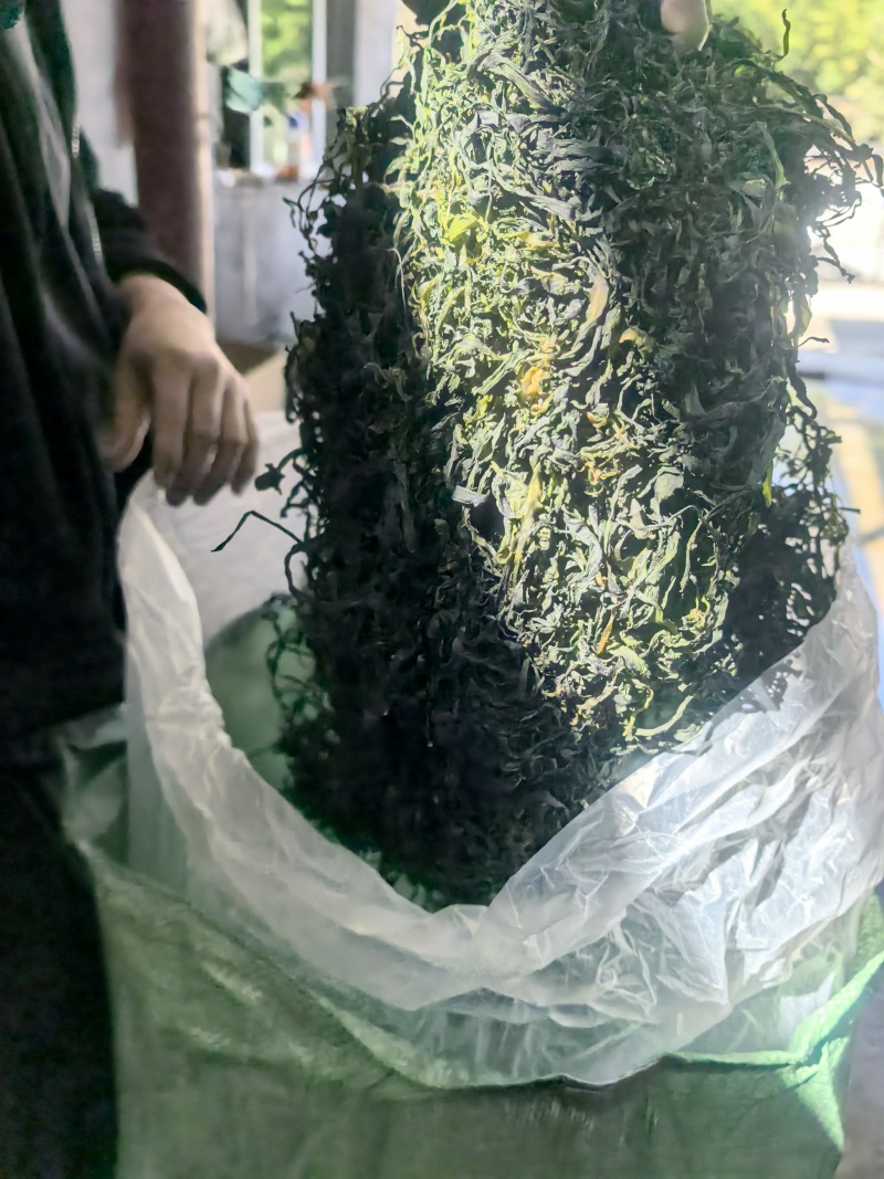 15倍泡发率烘干海带苗烘干海带嫩苗