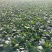 波菜大掉价散头波菜大量有货支持全国电商市场菠菜大量上市中