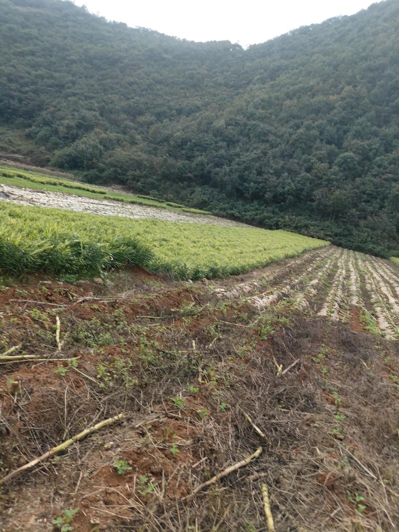 生姜贵州湖南2号