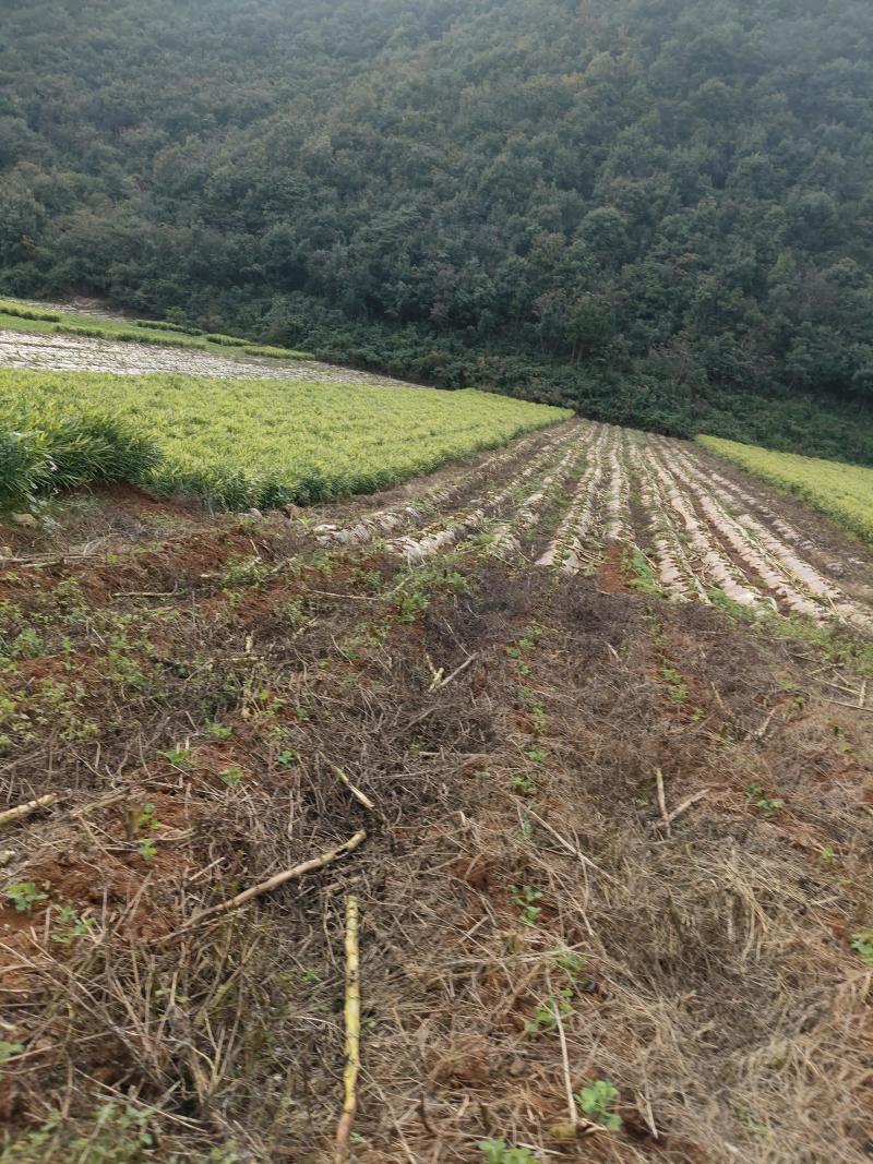 生姜贵州湖南2号