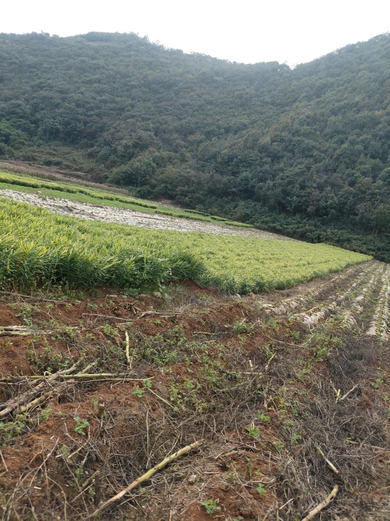 生姜贵州湖南2号