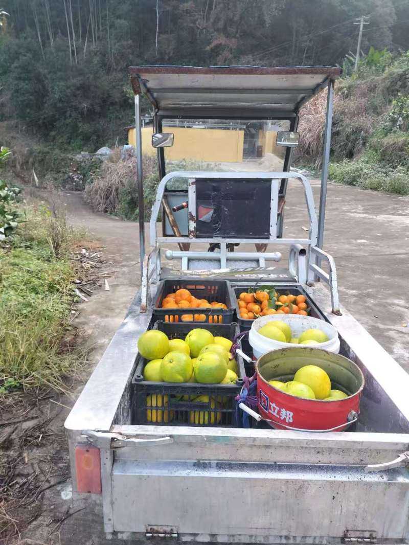 浙江爱媛28果冻橙又叫红美人产地直发货源充足保质保量