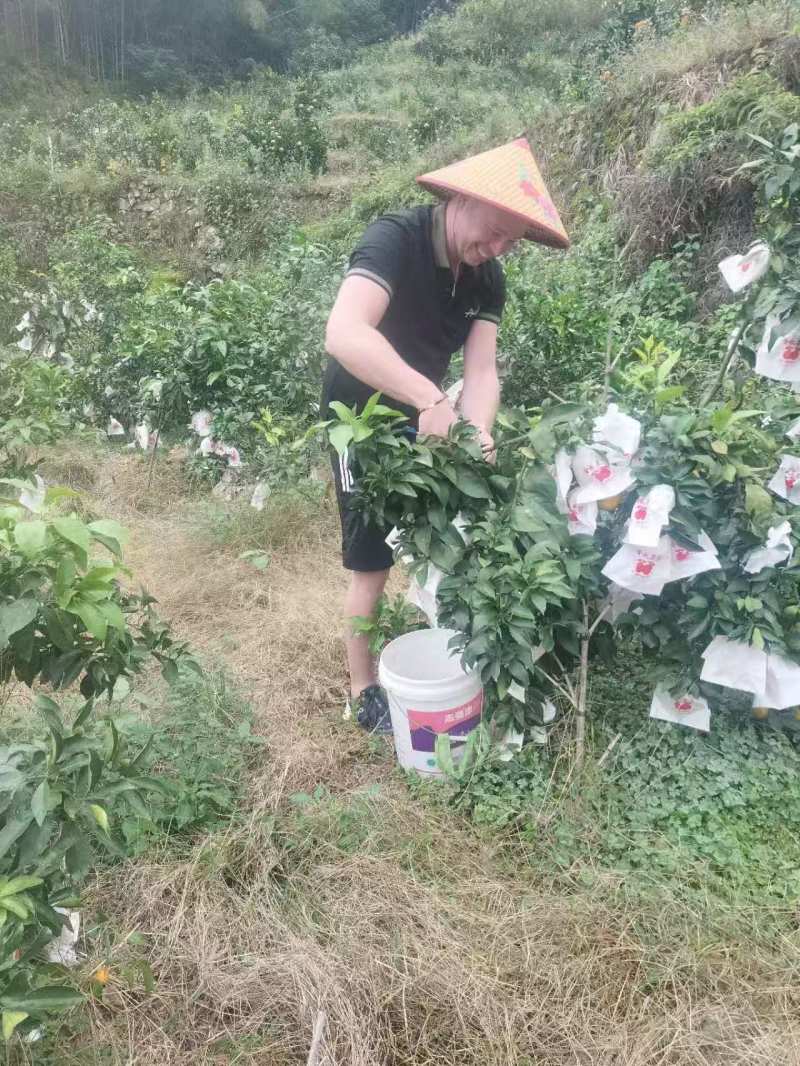 浙江爱媛28果冻橙又叫红美人产地直发货源充足保质保量