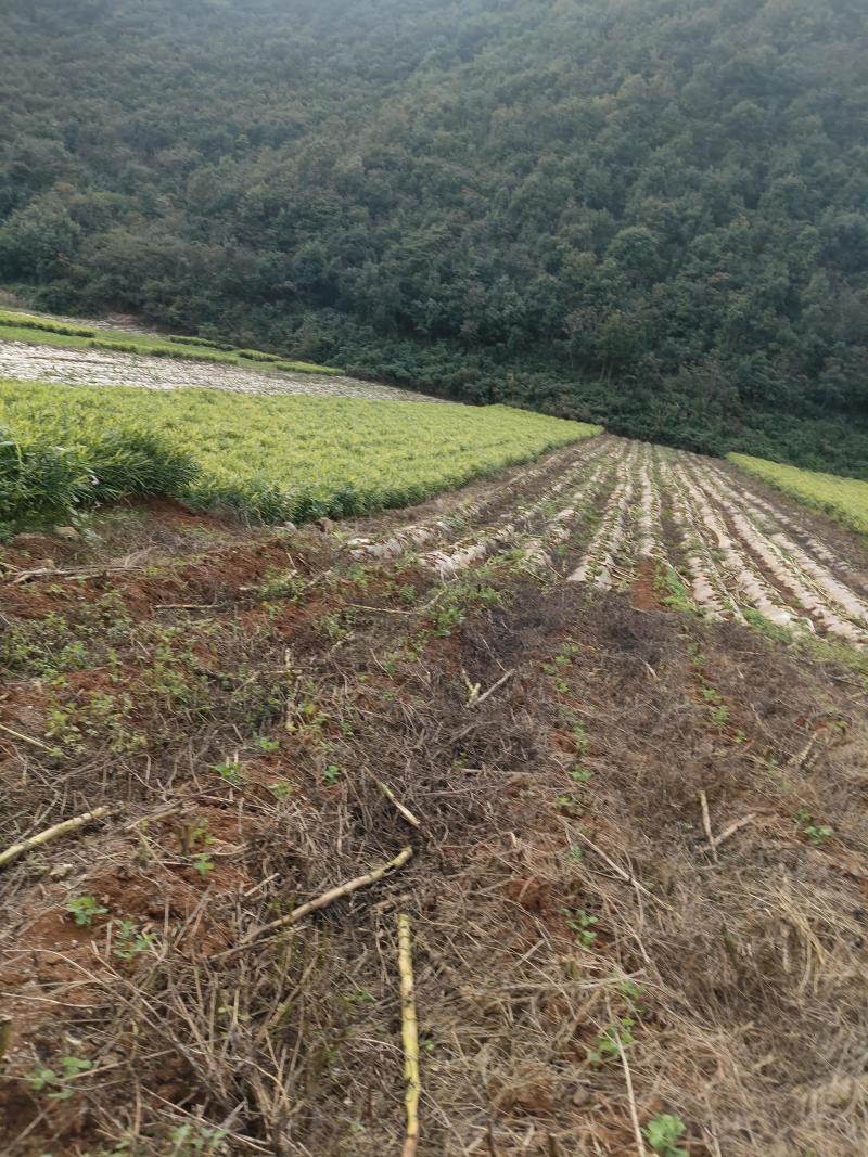 生姜贵州湖南2号