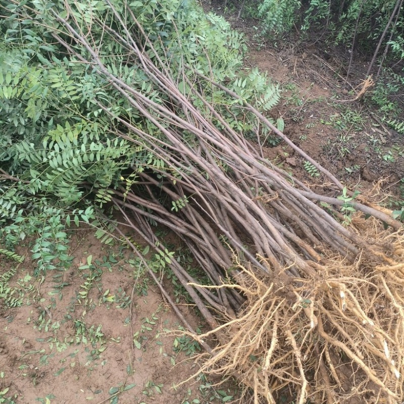 文冠果树苗状元花木瓜苗苗圃直销现挖现发
