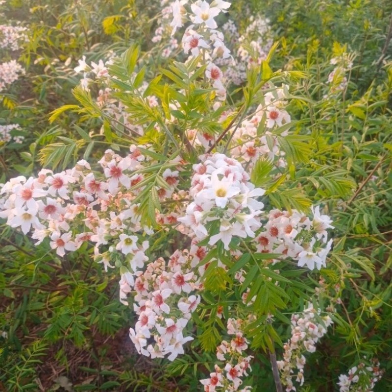 文冠果树苗状元花木瓜苗苗圃直销现挖现发