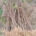 文冠果树苗状元花木瓜苗苗圃直销现挖现发
