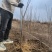 文冠果树苗状元花木瓜苗苗圃直销现挖现发
