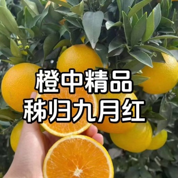 秭归脐橙