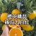 秭归脐橙