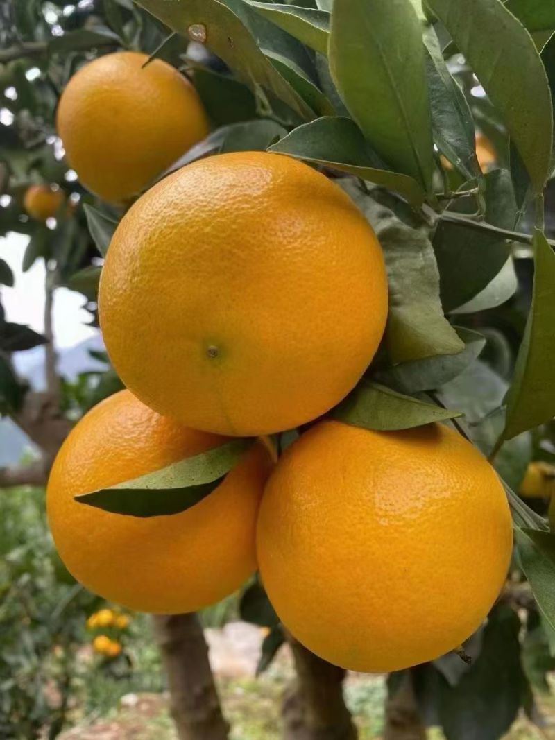 秭归脐橙