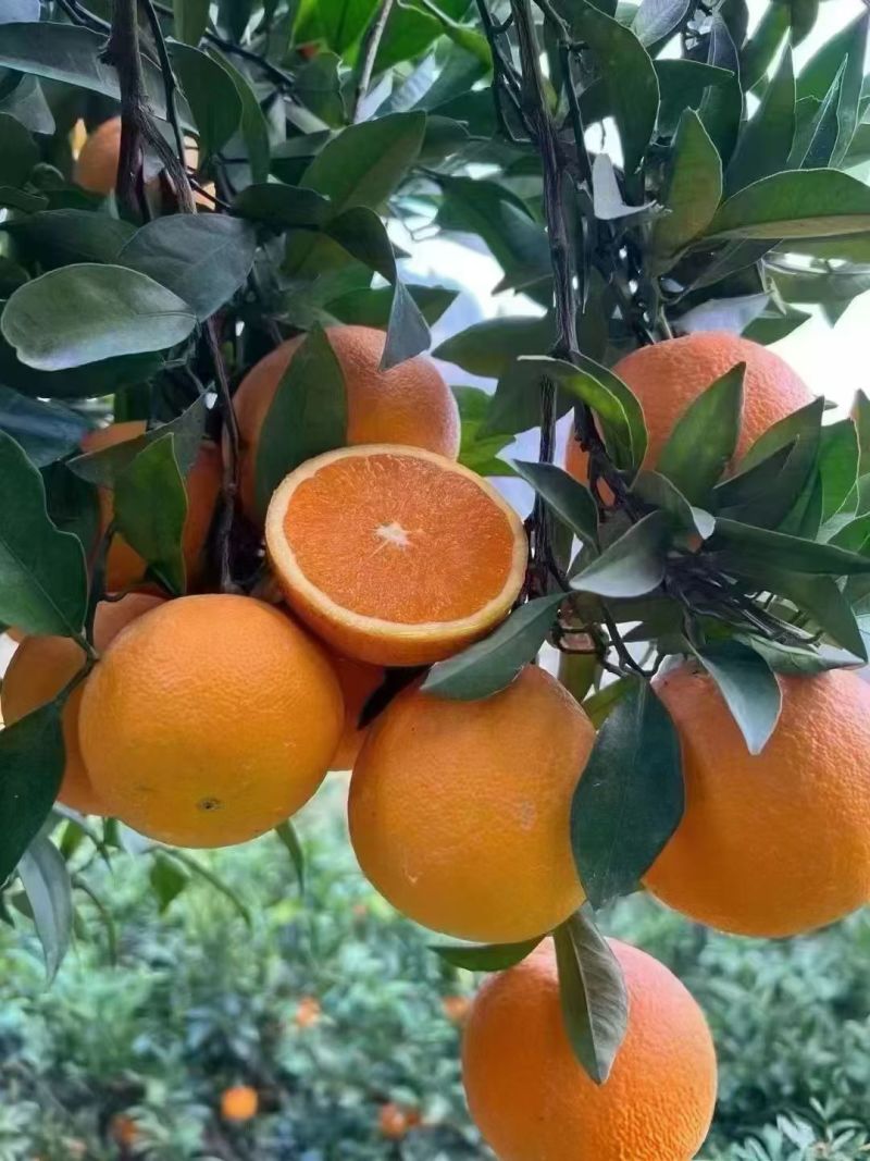 秭归脐橙