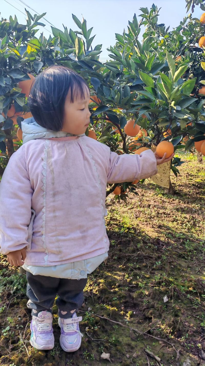 秭归脐橙