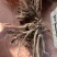 三年生赤芍现货