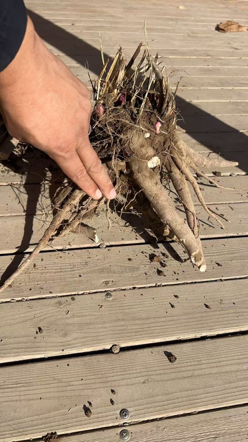 三年生赤芍现货