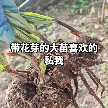 川紫花毛慈菇
