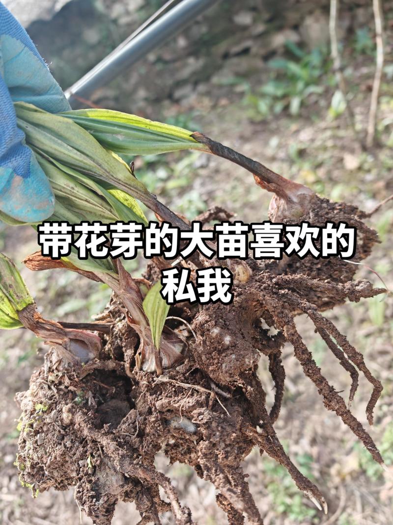 川紫花毛慈菇