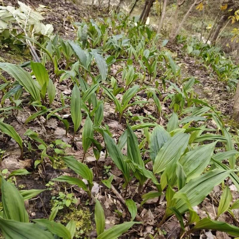 毛慈菇川紫花