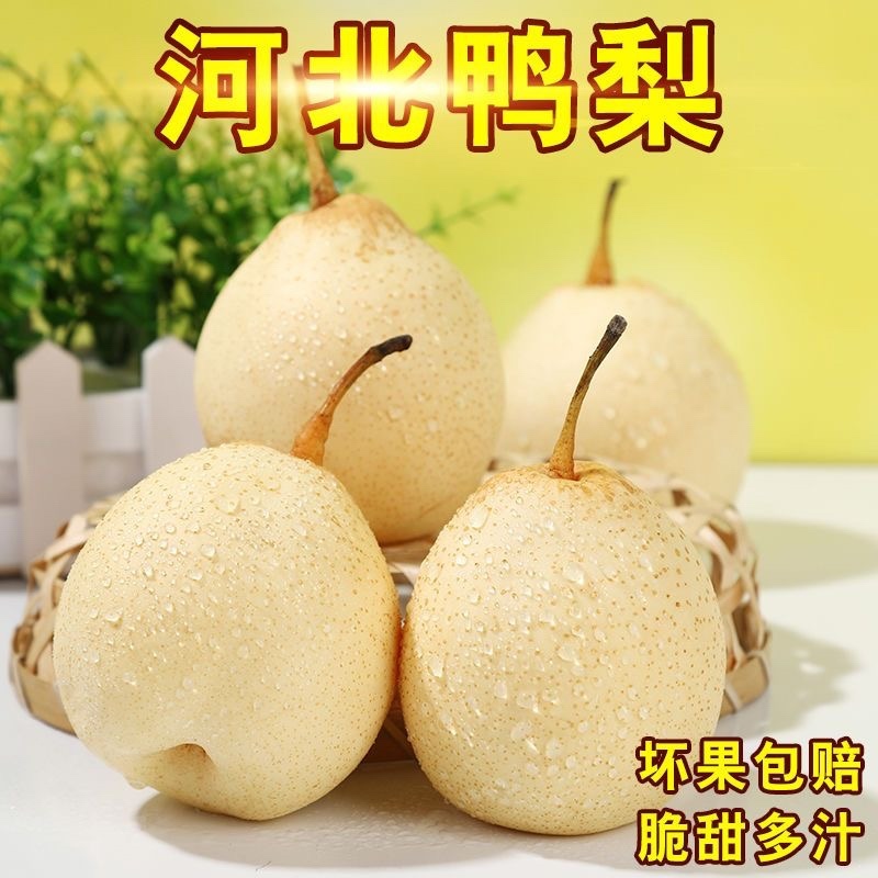 河北水晶鸭梨货源齐全，质量有保证，大量现货，一手货源