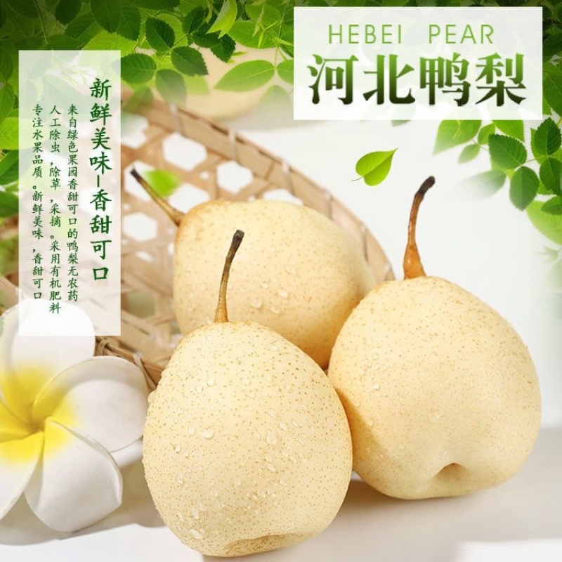 河北水晶鸭梨货源齐全，质量有保证，大量现货，一手货源