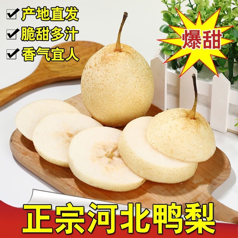 河北水晶鸭梨货源齐全，质量有保证，大量现货，一手货源