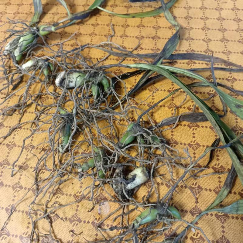白芨种苗紫花三叉白芨种苗价格优惠量大从优