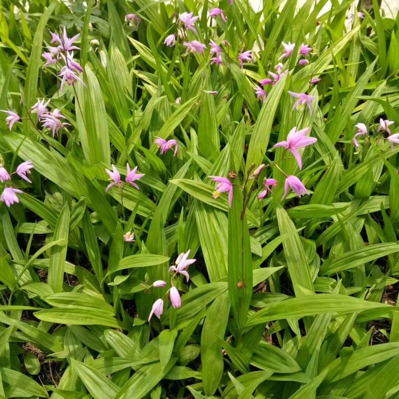 白芨种苗紫花三叉白芨种苗价格优惠量大从优