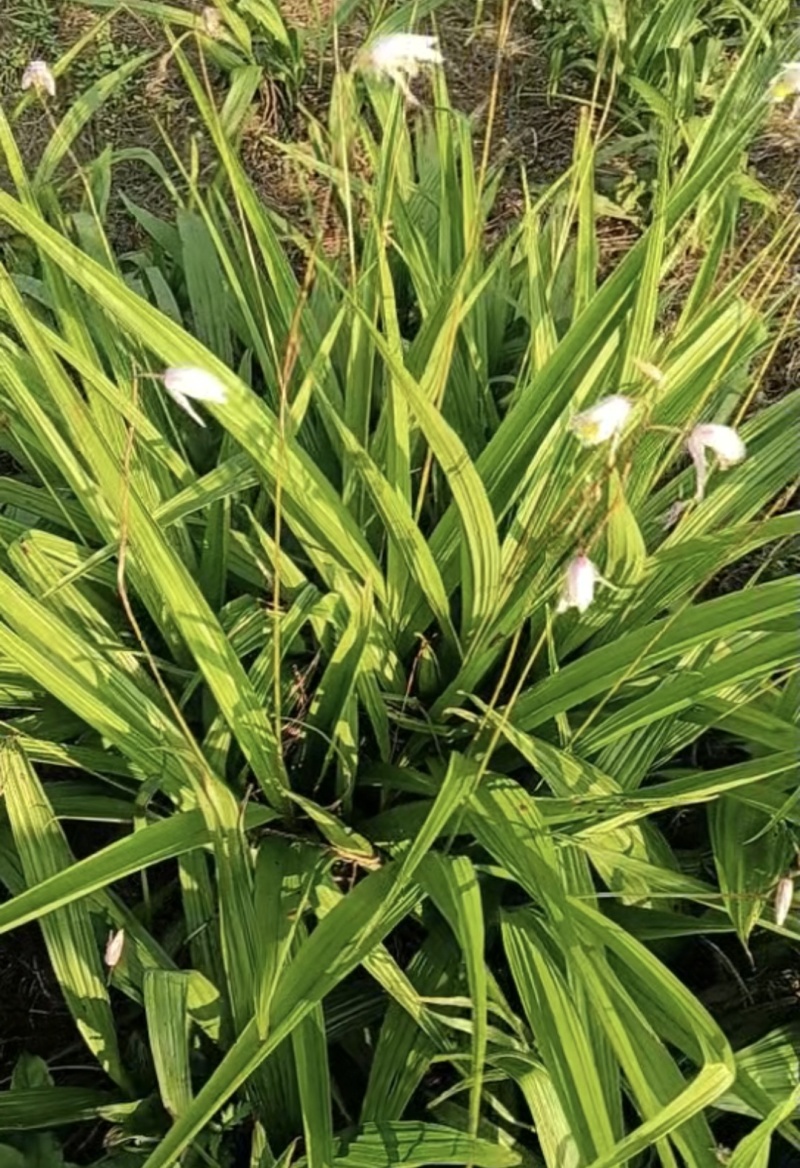 白芨种苗紫花三叉白芨种苗价格优惠量大从优