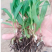 白芨种苗紫花三叉白芨种苗价格优惠量大从优