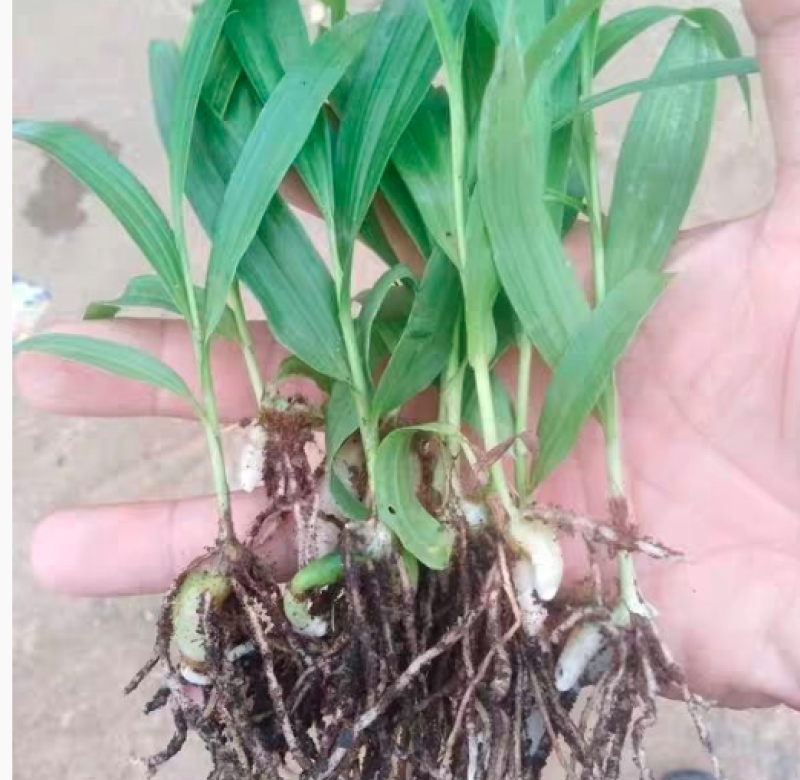 白芨种苗紫花三叉白芨种苗价格优惠量大从优