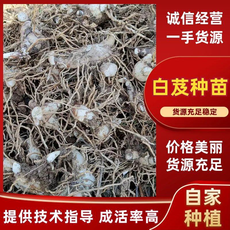 白芨种苗紫花三叉白芨种苗价格优惠量大从优