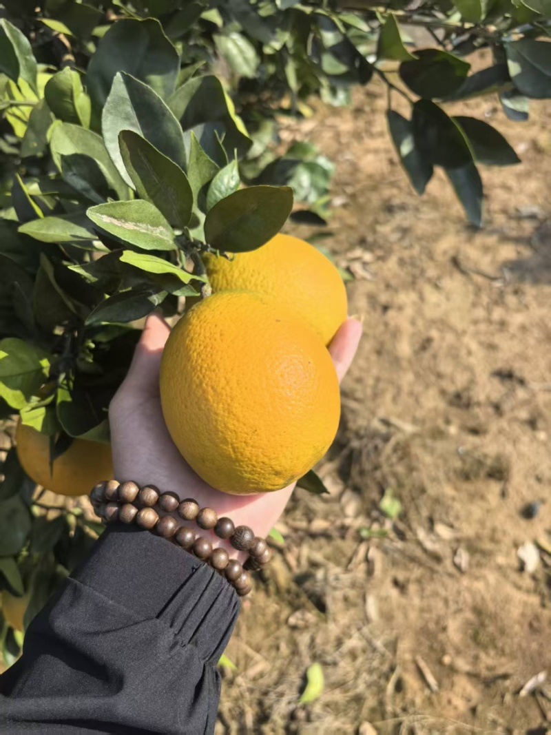 纽荷尔脐橙高山沙地主产皮薄多汁口感香甜品质高优