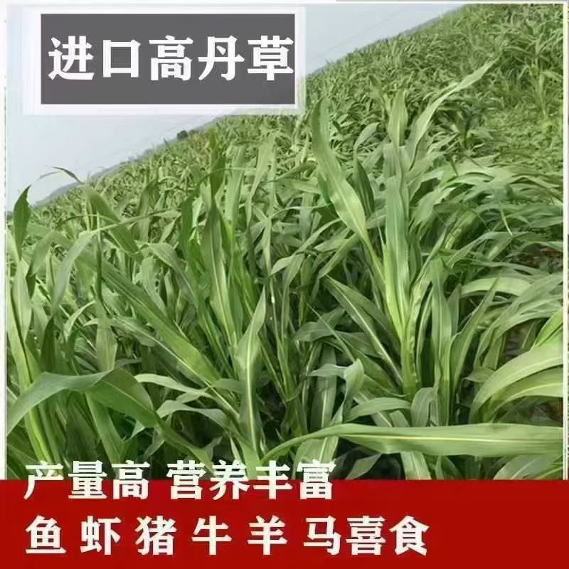 高丹草牧草种子进口高丹草种籽春夏季牛羊猪鸡鸭喂鱼草种四季