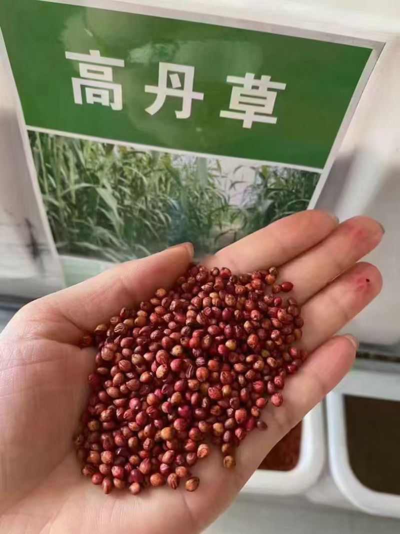 高丹草牧草种子进口高丹草种籽春夏季牛羊猪鸡鸭喂鱼草种四季