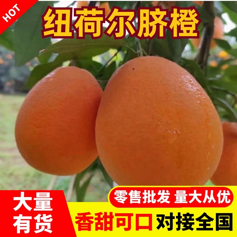 纽荷尔脐橙高山沙地主产皮薄多汁口感香甜品质高优