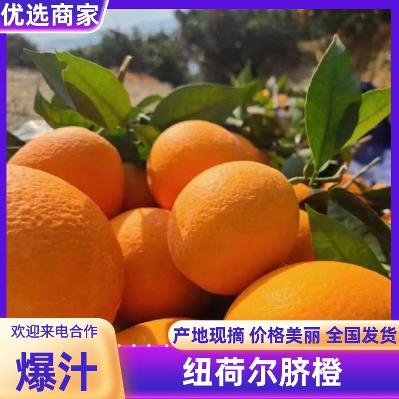 纽荷尔脐橙高山沙地主产皮薄多汁口感香甜品质高优
