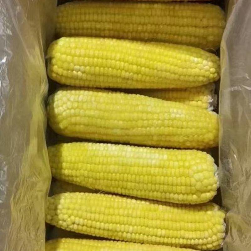 东北糯玉米