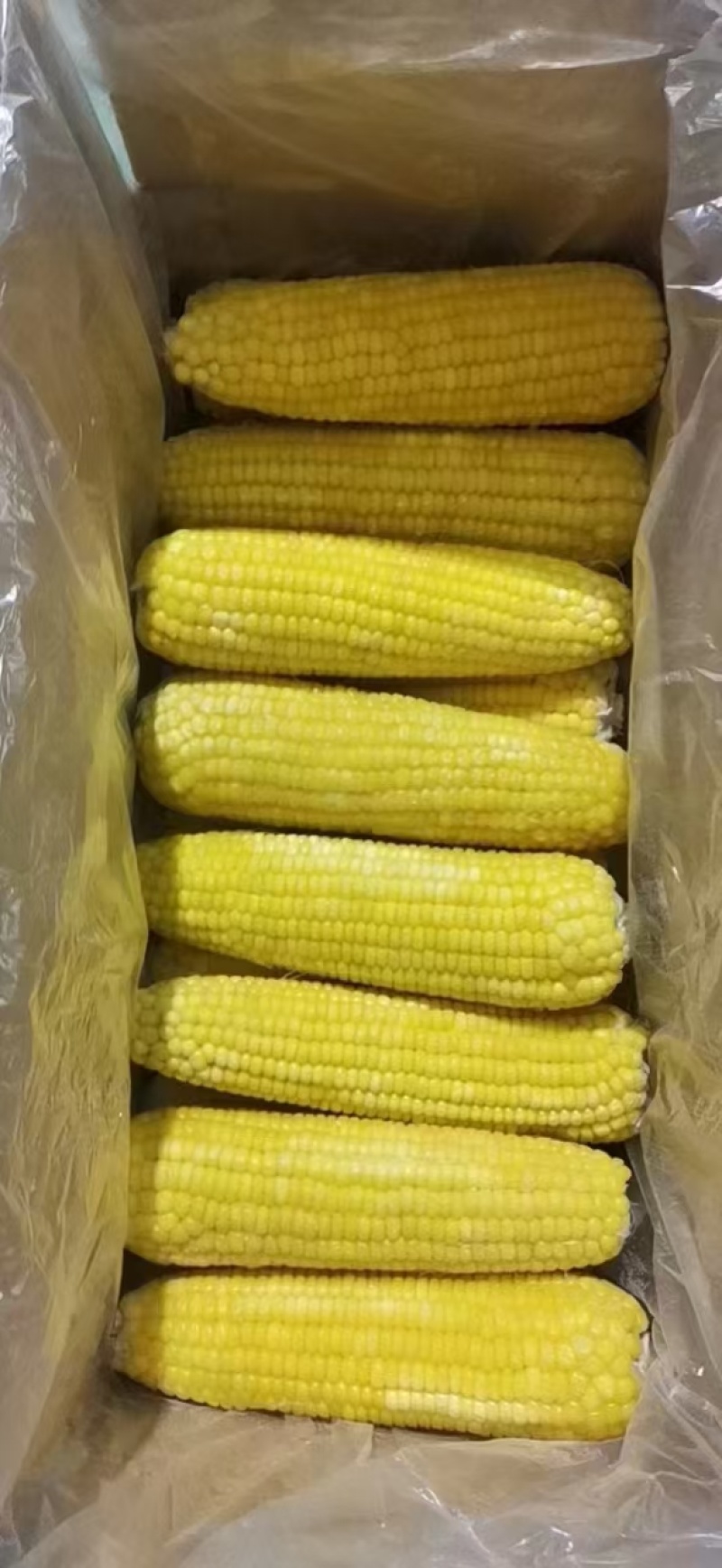 东北糯玉米