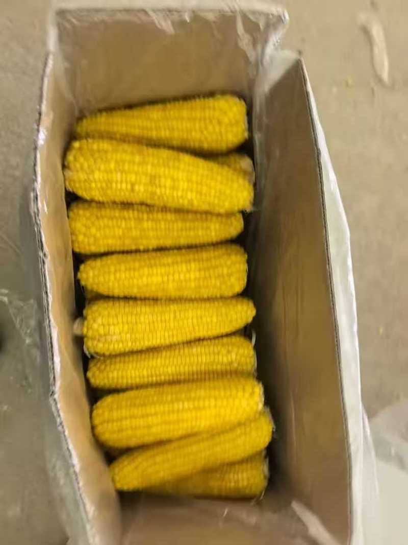 东北糯玉米